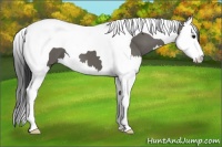 Horse Color:Grullo Splash Tobiano 
