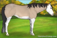 Horse Color:Bay Dun Splash 