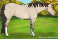 Horse Color:Amber Champagne Roan Dun