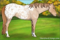 Horse Color:Gold Champagne Roan Appaloosa