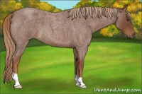 Horse Color:Red Roan 