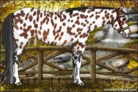 Horse Color:Bay Leopard 