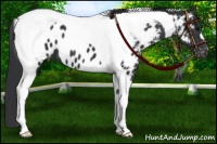 Horse Color:Black Tobiano Appaloosa