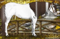 Horse Color:Liver Chestnut Tobiano Near Fewspot
