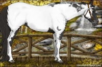 Horse Color:Liver Chestnut Tobiano Near Fewspot 