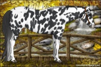 Horse Color:Black Tobiano Leopard