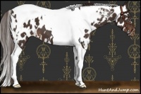 Horse Color:White Spotted Liver Chestnut Tobiano Appaloosa
