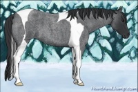 Horse Color:Blue Roan Tobiano