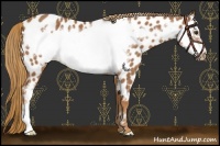 Horse Color:Chestnut Frame Appaloosa 