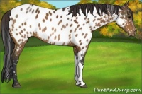 Horse Color:Brown Appaloosa 