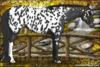 Horse Color:Black Near Leopard 