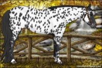 Horse Color:Black Appaloosa Rabicano