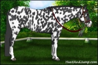 Horse Color:Black Appaloosa