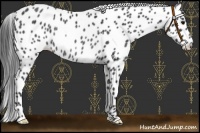 Horse Color:Black Leopard Rabicano 