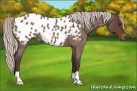 Horse Color:Silver Bay Roan Appaloosa