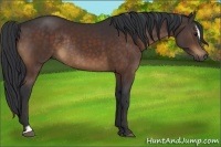 Horse Color:Brown Sabino Rabicano
