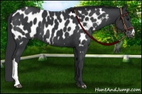 Horse Color:Black Appaloosa