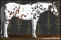 Horse Color:Brown Tobiano Leopard 