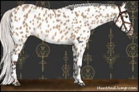 Horse Color:Silver Bay Dun Appaloosa