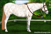 Horse Color:Sable Champagne Roan Pearl Sabino Near Leopard 