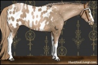Horse Color:White Spotted Liver Chestnut Pearl Appaloosa 