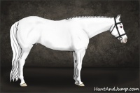 Horse Color:White Spotted Chestnut Chinchilla Splash 