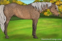 Horse Color:Silver Buckskin 