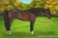 Horse Color:Black  and Brown 