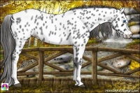Horse Color:White Spotted Blue Roan Splash Frame Appaloosa 