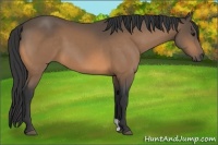 Horse Color:Buckskin 