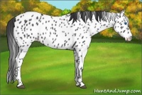 Horse Color:Black Splash Appaloosa 