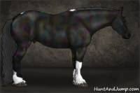 Horse Color:Midnight Grullo Tobiano