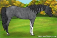 Horse Color:Blue Roan Tobiano