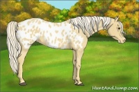 Horse Color:Palomino Appaloosa 