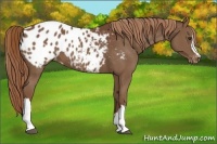 Horse Color:Chestnut Appaloosa 