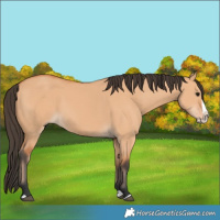 Horse Color:Bay Dun Splash 