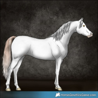 Horse Color:Gold Champagne Appaloosa and Gold Champagne Dun Appaloosa