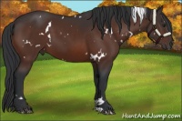 Horse Color:White Spotted Brown 