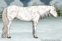 Horse Color:Palomino Ice Snowdrop Near Leopard 