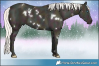 Horse Color:White Spotted Midnight Cremello 