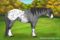 Horse Color:White Spotted Blue Roan Splash Frame Appaloosa