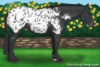 Horse Color:Black Appaloosa