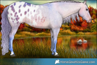 Horse Color:Watercolor Bay Dun Appaloosa Brindle 