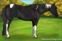Horse Color:Midnight Grullo Tobiano