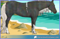 Horse Color:Midnight Cremello Ice Dun Sabino Tobiano