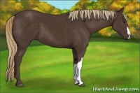 Horse Color:Liver Chestnut 