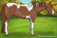 Horse Color:Chestnut Tobiano Frame