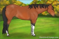 Horse Color:Bay Tobiano 