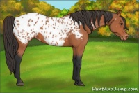 Horse Color:Bay Appaloosa 