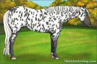 Horse Color:Midnight Cremello Ice Appaloosa